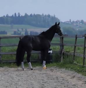 Cheval de sport belge dressage 11 ans 