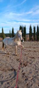 Pre colt • 2 years old • rare cream color • strong morp