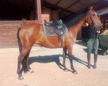 Cavalla origine non constatata in vendita 2020 baio