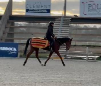 Aramis - hongre réformé des courses