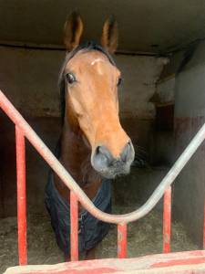 Caballo castrado pura sangre en venta 2023 bayo