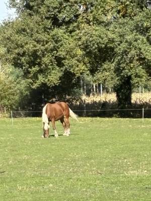 Yegua tiro comtois en venta 2019 alazán por bimbo de leschaud