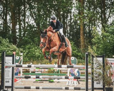 Hongre de 6ans par im spécial de muze x ulak du chateau