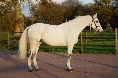 Caballo castrado origine constatée en venta 2016 tordo por continuum