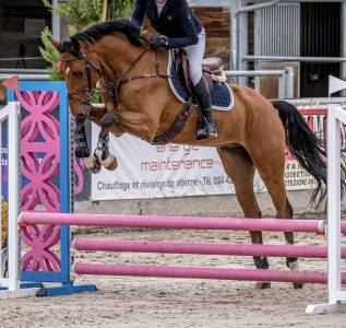 Hongre zangersheide de 4 ans 