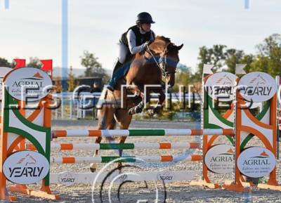 Yegua Anglo-Arabe En venta 2020 Alazán por Cyrano C