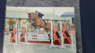 Vends hongre de 15 ans.