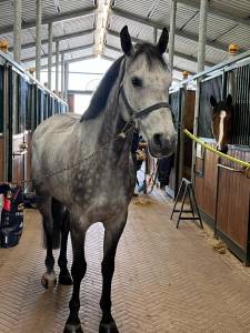 Cavallo splendido in vendita