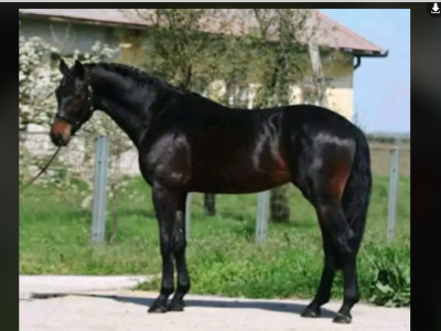 A vendre joli hongre 4 ans