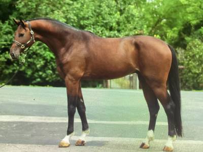 A vendre hongre   ( type étalon) 5 ans.