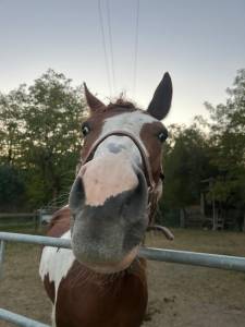 Cavalla paint 6 anni 