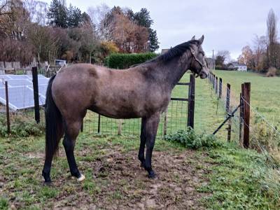 Pouliche robe grise de 18 mois zangersheide