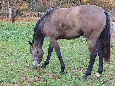 Pouliche grise 18mois clintrexo z x diamant de semilly