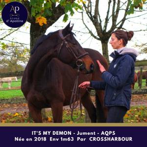 Merrie autre que pur-sang (geen volbloed) te koop 2018 donker bruin / bai