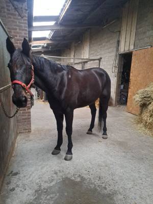 Magnifique hongre 8 ans noir1