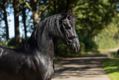 Dekhengst Fries Te koop 2022 Zwart ,  Jouwe