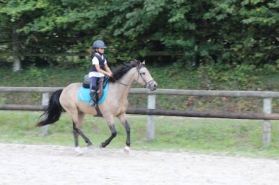 Castrone pfs pony francese da sella in vendita 2015 isabella