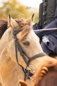 Castrone pfs pony francese da sella in vendita 2015 isabella