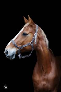 Cavalla sella francese in vendita 2010 sauro