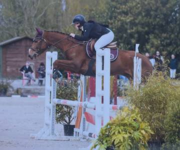 Castrone pfs pony francese da sella in vendita 2019 sauro