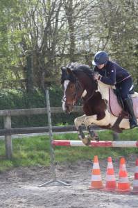 Cavalla pottok in vendita 2020 pezzato