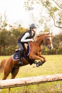 Castrone welsh poney (sezione c) in vendita 2016 sauro
