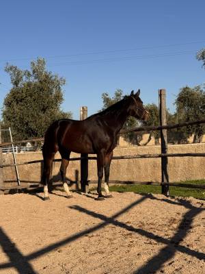 Merrie Quarter Horse Te koop 2021 Bruin / Bai ,  COLONELS SHINING GUN