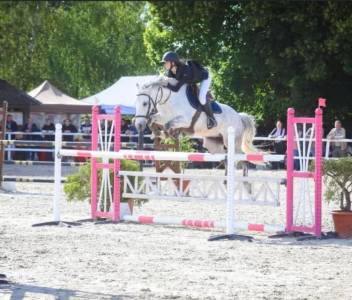 Gelding French Saddle Pony For sale 2010 Grey