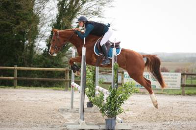 Gelding Selle Fran&ccedil;ais For sale 2023 Chesnut