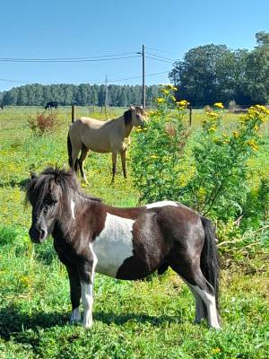 Hongre,shetland 