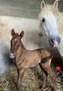 Intero origine non conosciuta  in vendita 2025 grigio