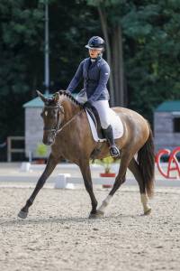 Cheval pure race espagnole 