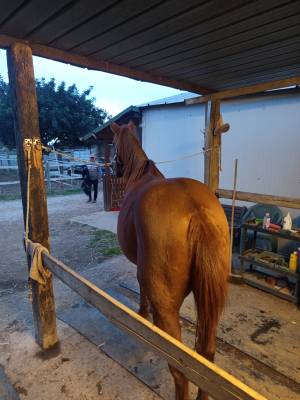 Vendo angloarabosardo