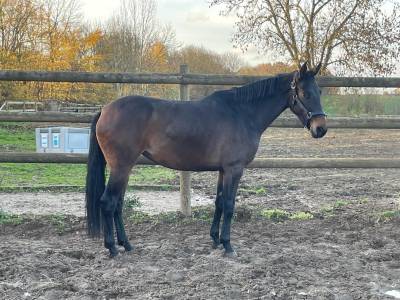 Popstar de Hansez - sBs - 4 ans