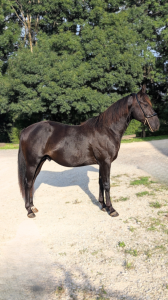 N' Joy, Superbe Quarter Horse Mâle de 2 Ans