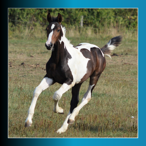 Potro Caballo de Silla En venta 2025 Pío por Conte Bellini