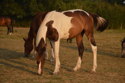 Caballo castrado caballo de silla en venta 2025 pío por conte bellini