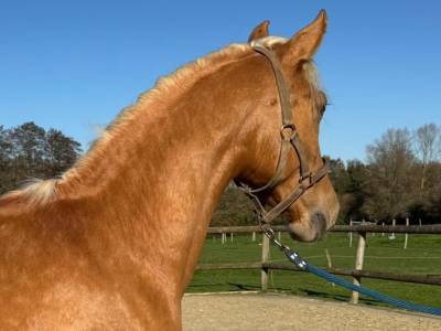Entire PRE Pure Spanish Bred For sale 2023 Palomino