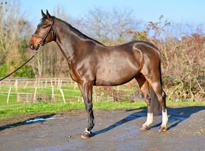 Gelding zangersheide for sale 2021 bay