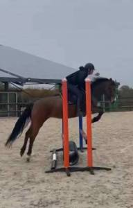 Merrie bekend ras te koop 2019 donker bruin / bai