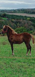 Filly Other Pony Breed For sale 2025 Chesnut