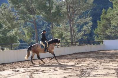 Castrone origine non constatata in vendita 2021 grigio