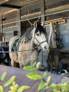 Castrone origine non constatata in vendita 2021 grigio