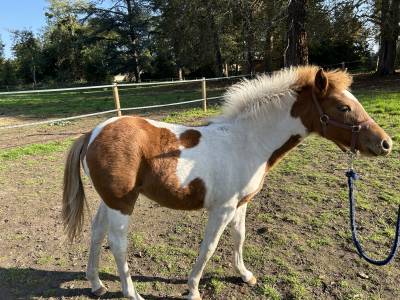 Filly French Saddle Pony For sale 2025 Coloured