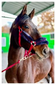 Se vende caballo cde de salto