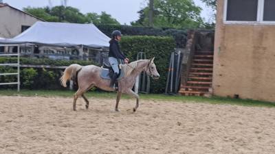 Mare Arabian For sale 2011 Grey