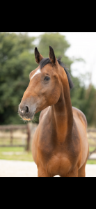 Super cheval à vendre 