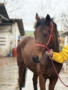 Yegua pura sangre inglés en venta 2020 bayo