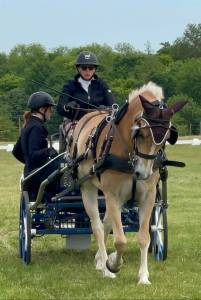 Gelding Haflinger For sale 2016 Chesnut