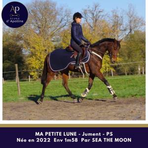 Jolie jument petit modèle top locomotion